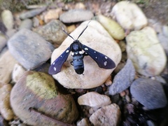 Syntomeida syntomoides