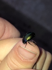 Chrysolina auripennis