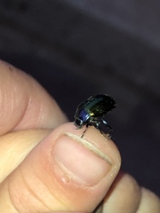 Chrysolina auripennis