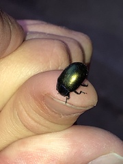 Chrysolina auripennis