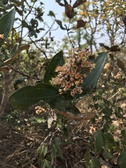 Miconia fallax