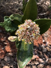 Miconia fallax