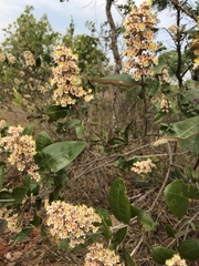 Miconia fallax