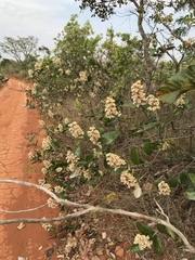 Miconia fallax