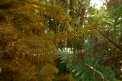 Spiridens vieillardii