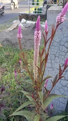 Celosia spicata