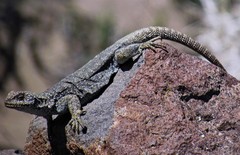 Somuncura Plateau Chuckwalla photo 5