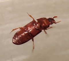 Tribolium castaneum