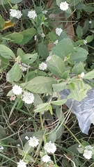 Alternanthera bettzickiana