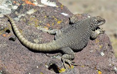 Somuncura Plateau Chuckwalla photo 2