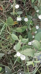 Alternanthera bettzickiana