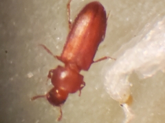 Tribolium castaneum