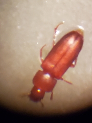 Tribolium castaneum
