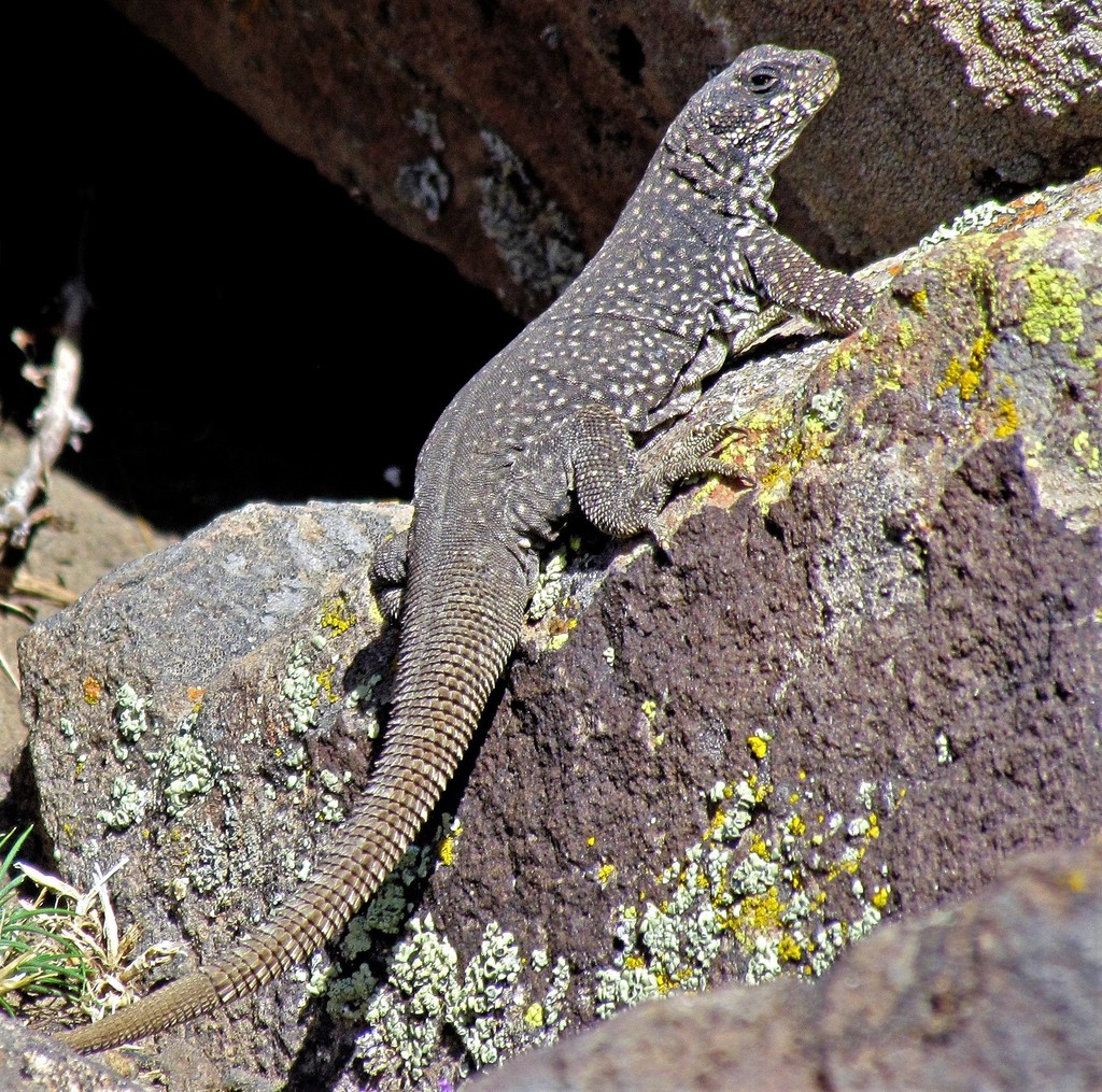 Somuncura Plateau Chuckwalla
