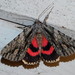 Scarlet Underwing - Photo (c) Susan Elliott, some rights reserved (CC BY-NC), uploaded by Susan Elliott