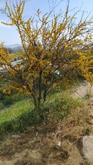 Vachellia caven