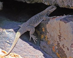 Somuncura Plateau Chuckwalla photo 3