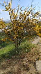 Vachellia caven