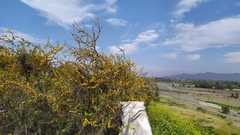 Vachellia caven