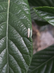 Graphocephala aurora