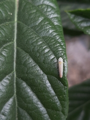 Graphocephala aurora