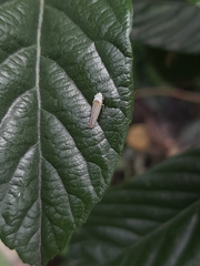 Graphocephala aurora