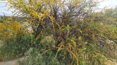 Vachellia caven