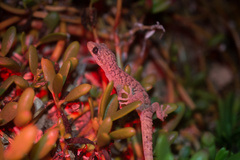 Phyllodactylus pulcher