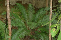 Blechnum oceanicum