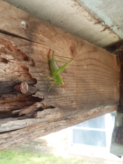 Orchelimum silvaticum