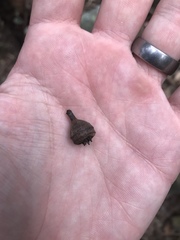 Eucalyptus scias scias