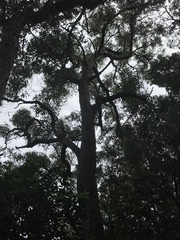 Eucalyptus scias scias
