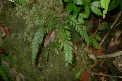 Austrogramme decipiens