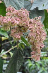 Heliocarpus appendiculatus