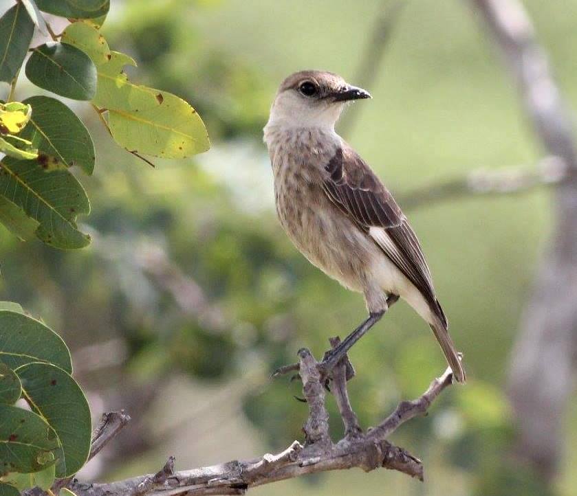Congo Moor Chat photo