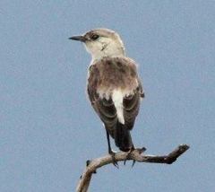 Congo Moor Chat photo 2