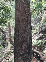 Eucalyptus scias scias