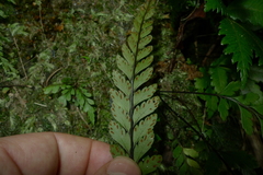 Austrogramme decipiens