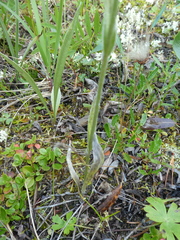 Antennaria pulcherrima