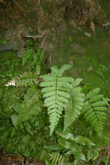 Blechnum diversifolium