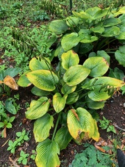 Hosta plantaginea