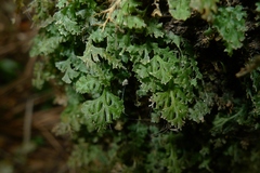 Polyphlebium vieillardii
