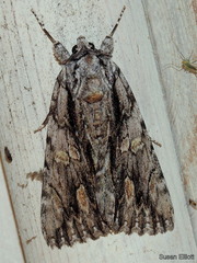 Catocala coccinata