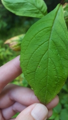 Oclemena acuminata image