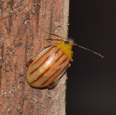 Walterianella sublineata