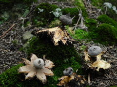 Geastrum pectinatum