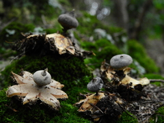 Geastrum pectinatum