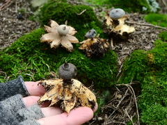 Geastrum pectinatum
