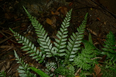 Austrogramme decipiens