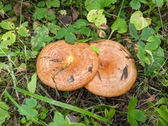 Lactarius aestivus